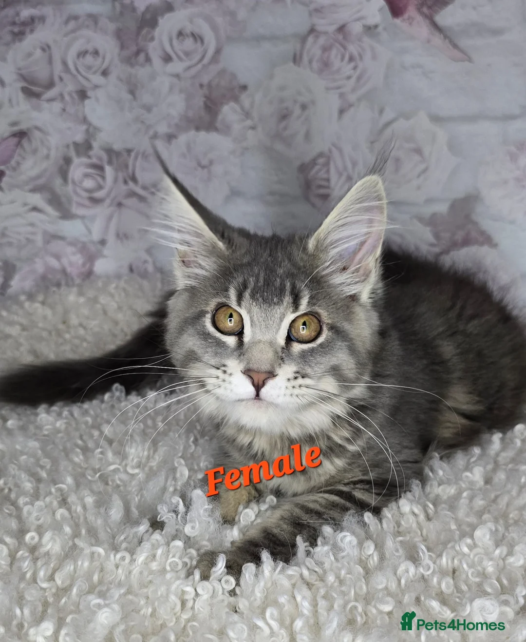 Maine Coon cats for sale: TICA MAINE COON CUBS - Advert 4