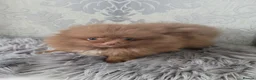 Pomeranian dogs for sale: 2 stunning poms  in Gainsborough - Advert 17