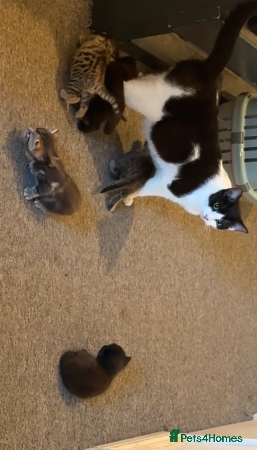 Mixed Breed cats for sale: Stunning Mixed Breed Kittens – Ready June 23rd🐾🐾 - Advert 6