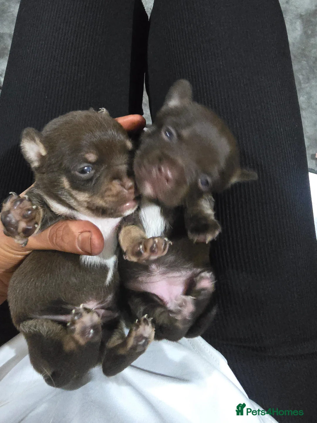 Mixed Breed dogs for sale: jack russell x chihuahua pups - Advert 8
