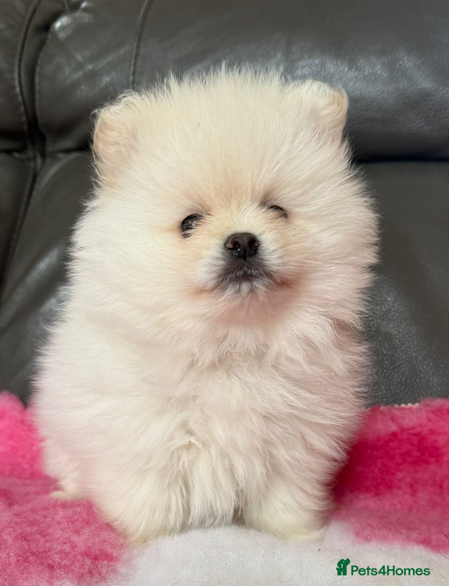 Pomeranian dogs 🧸 Incredible Teddy Bear Pomeranian puppies 🧸 - Advert 2