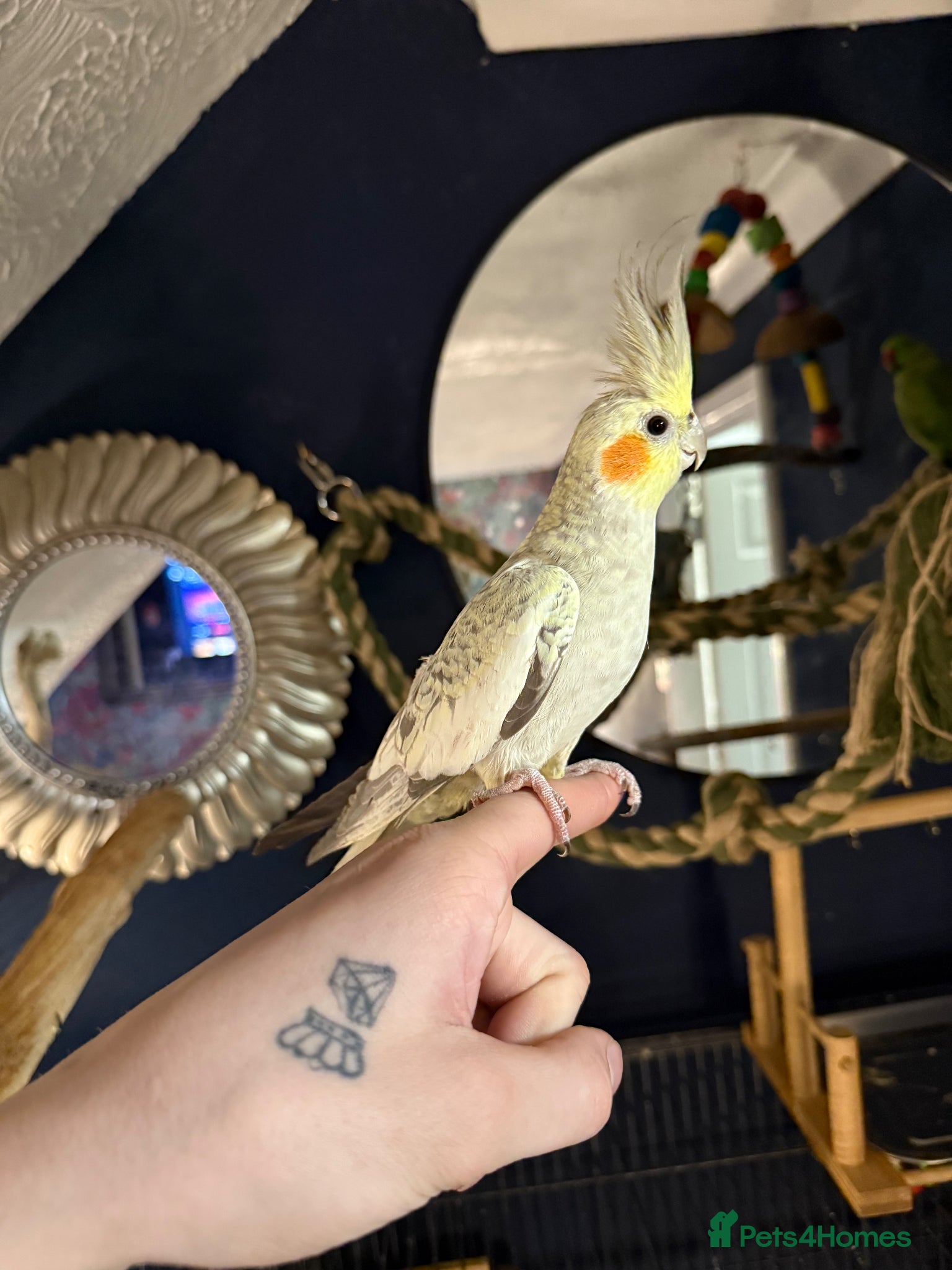 Cockatiels birds female semi tame - Advert 2