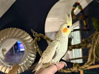 Cockatiels birds female semi tame - Advert 2
