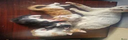 Mixed Breed cats for sale: 3 beautiful kittens - Advert 1