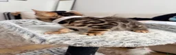 Bengal cats for sale: Quality Bengal kittens - Advert 8