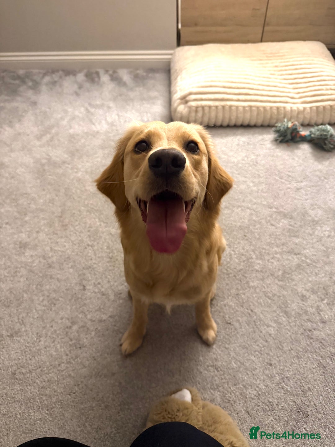 Golden Retriever dogs for sale: Goldie, 9 month retriever puppy - Advert 5