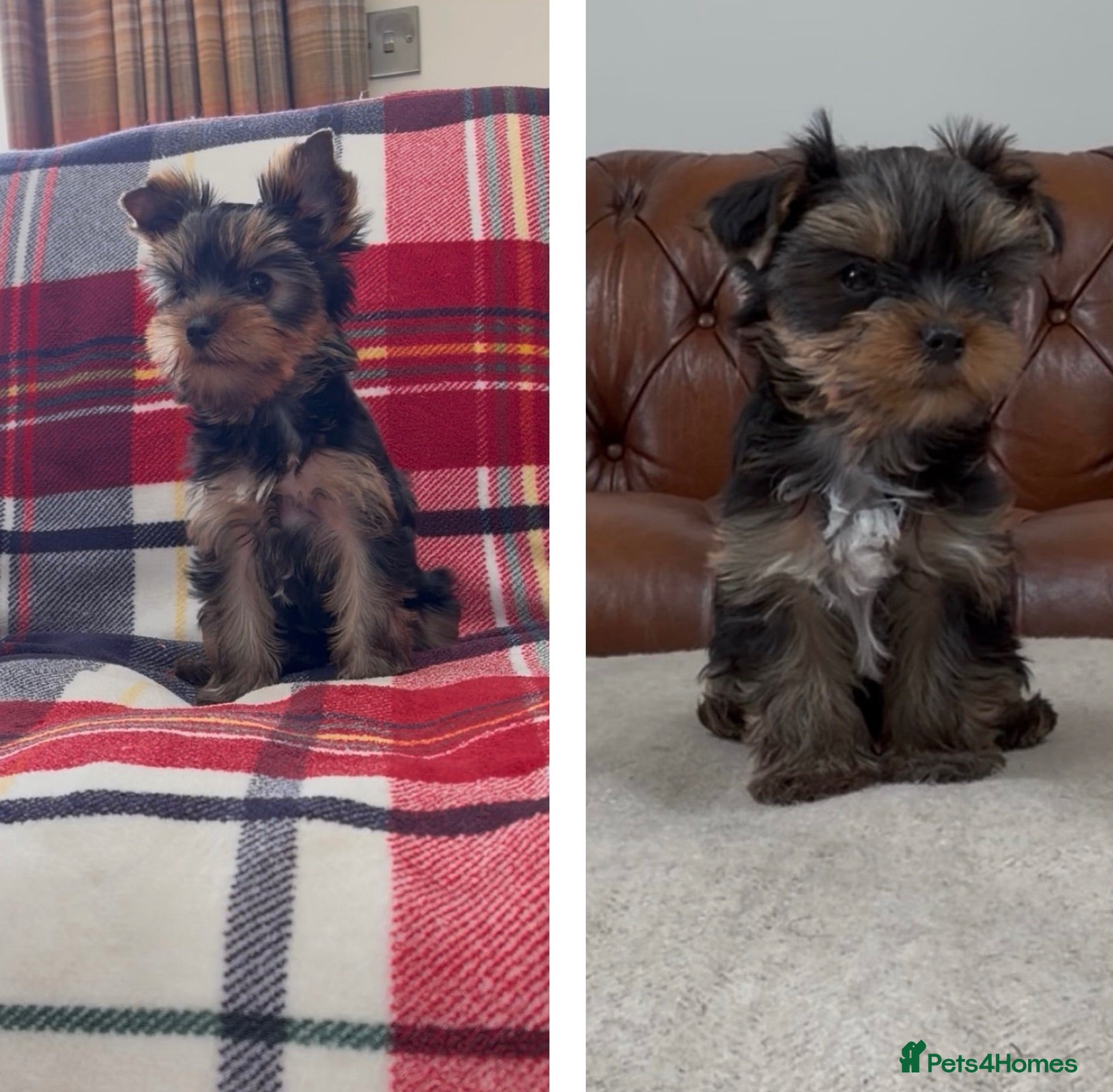 Yorkshire Terrier dogs Top Quaility Yorkshire Terrier Puppies KC Reg - Advert 1