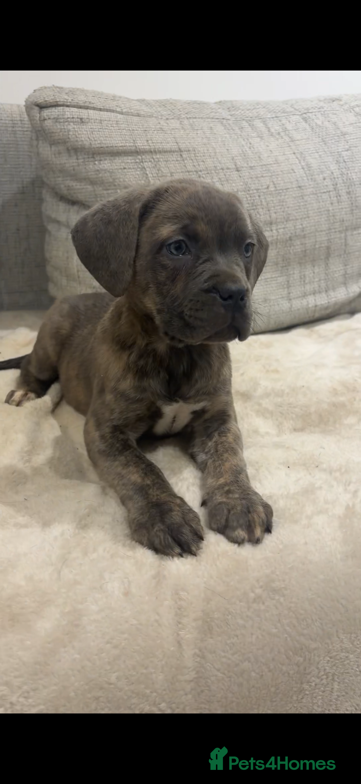 Mixed Breed dogs Puppies for Sale and Ready to go!! - Advert 14
