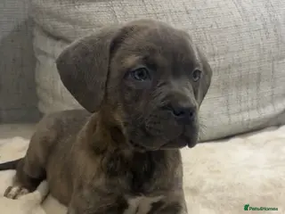 Mixed Breed dogs Puppies for Sale and Ready to go!! - Advert 14