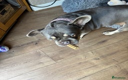 French Bulldog dogs for sale: Looking to Rehome My 2 French Bulldogs - Image 12