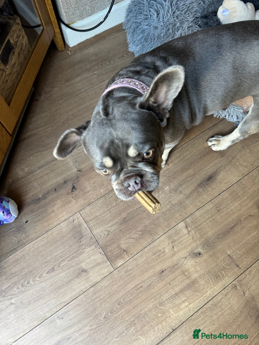 French Bulldog dogs for sale: Looking to Rehome My 2 French Bulldogs - Image 12