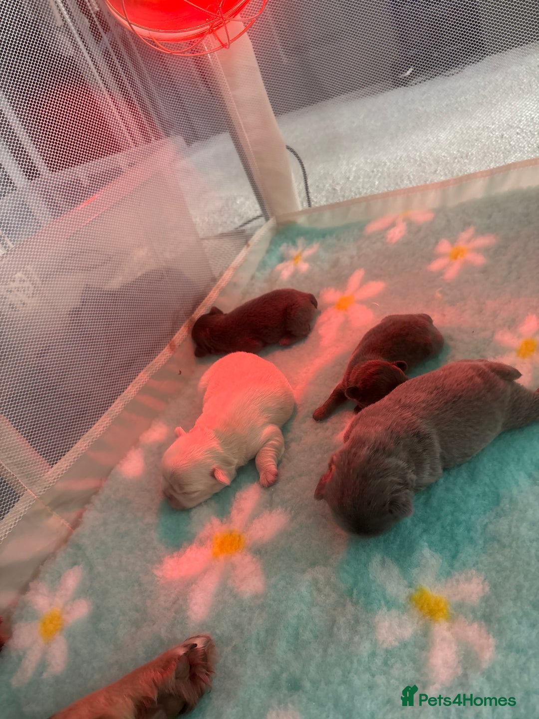 French Bulldog dogs for sale: Fluffy French bulldog  - Image 2