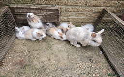 Lionhead rabbits for sale: Beautiful baby lion head bunnies  - Image 9
