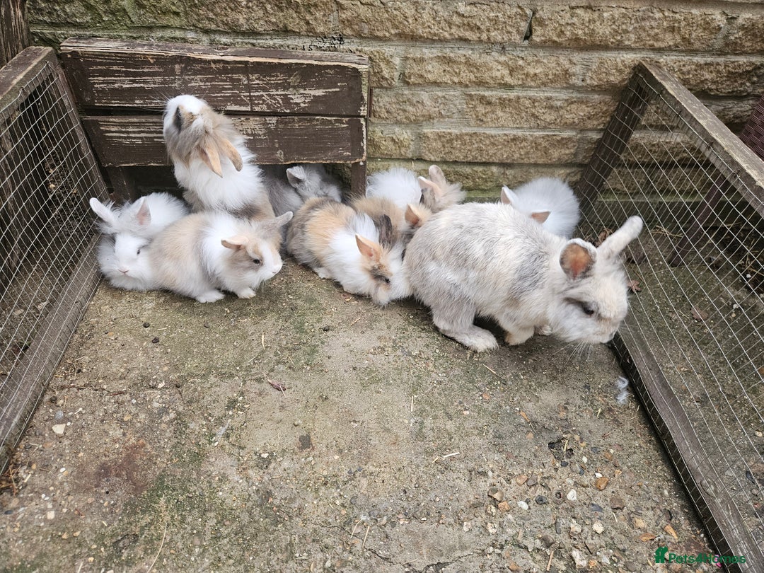 Lionhead rabbits for sale: Beautiful baby lion head bunnies  - Image 9