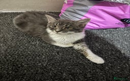 Mixed Breed cats for sale: 2 Grey and White, and 2 Fluffy Grey Kittens - Image 5