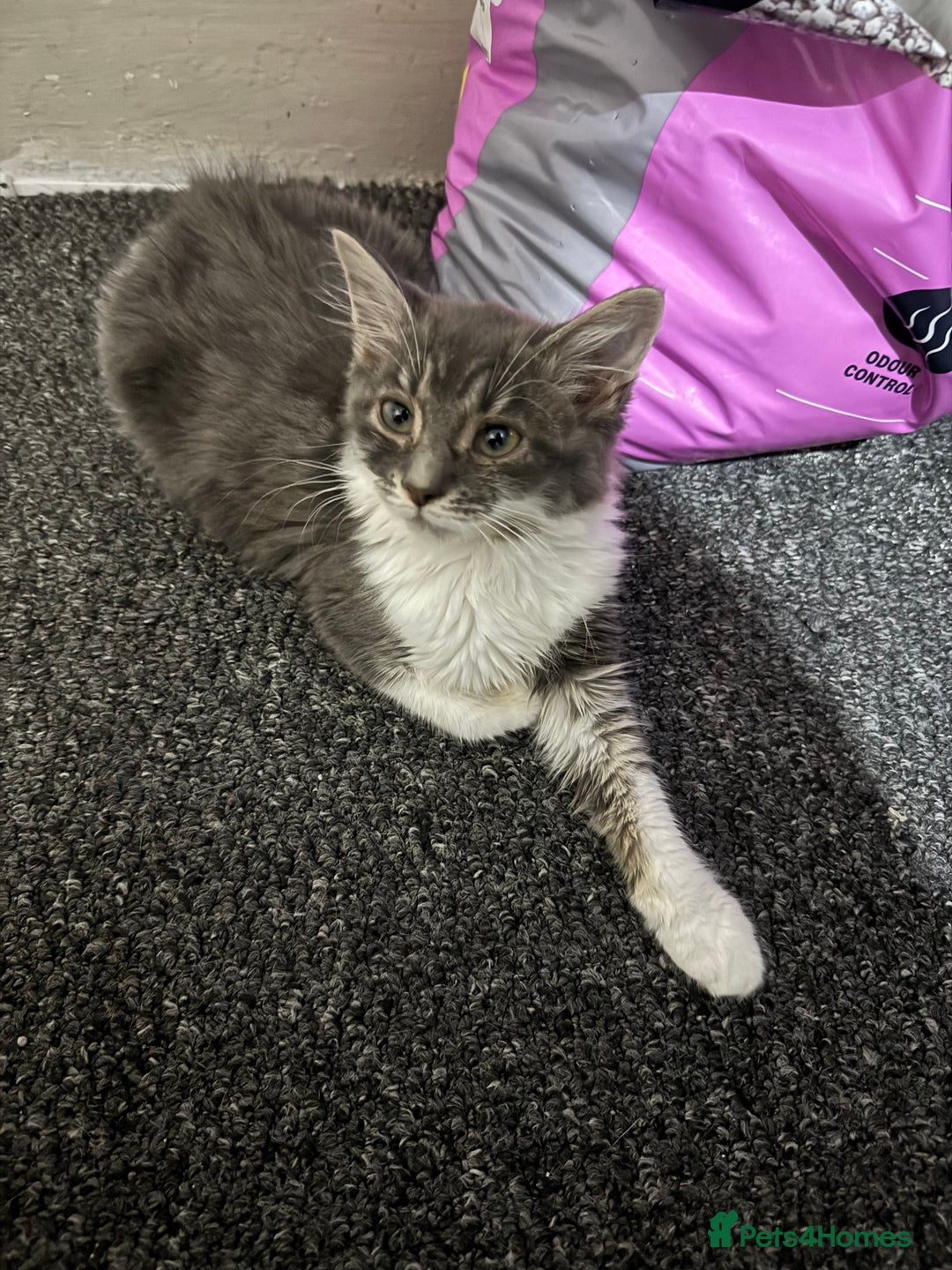 Mixed Breed cats for sale: 2 Grey and White, and 2 Fluffy Grey Kittens - Image 5