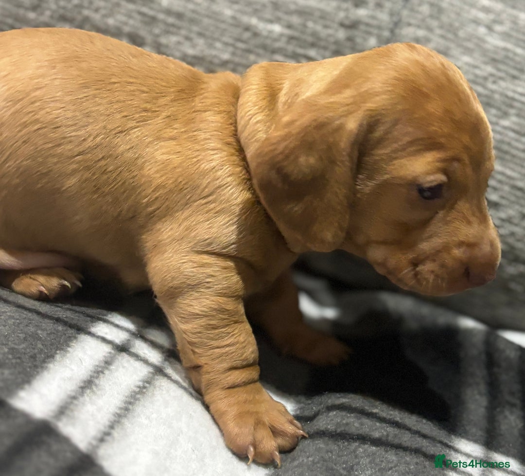 Miniature Dachshund dogs for sale: Beautiful KC Reg Miniature Dachshund Puppies - Image 22