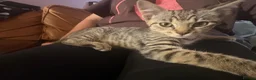 Mixed Breed cats for sale: Lovely Kittens Looking for Their Forever Homes 🐾 - Advert 18