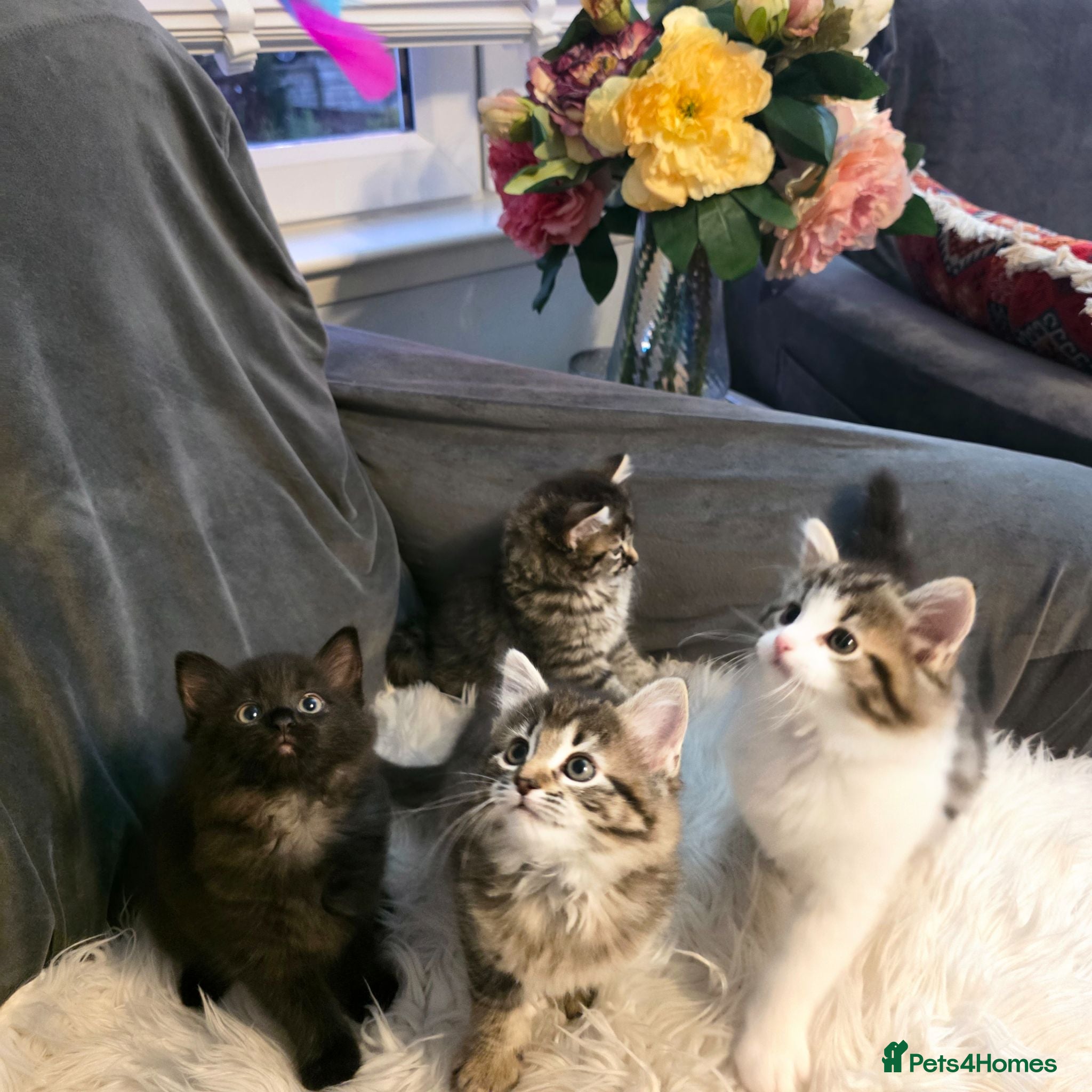Mixed Breed cats Adorable Ragdoll X Norwegian forest Kittens  - Advert 2