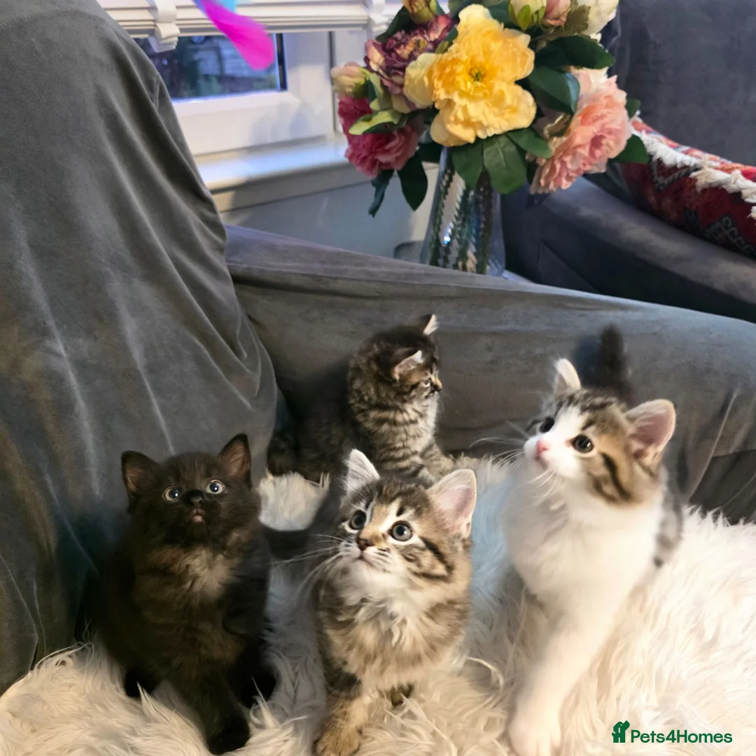 Mixed Breed cats for sale: Adorable Ragdoll X Norwegian forest Kittens  - Advert 1