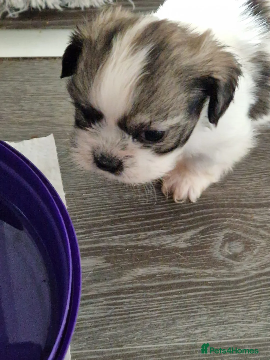 Shih Tzu dogs for stud: Shih tzu stud in Tipton - Advert 11