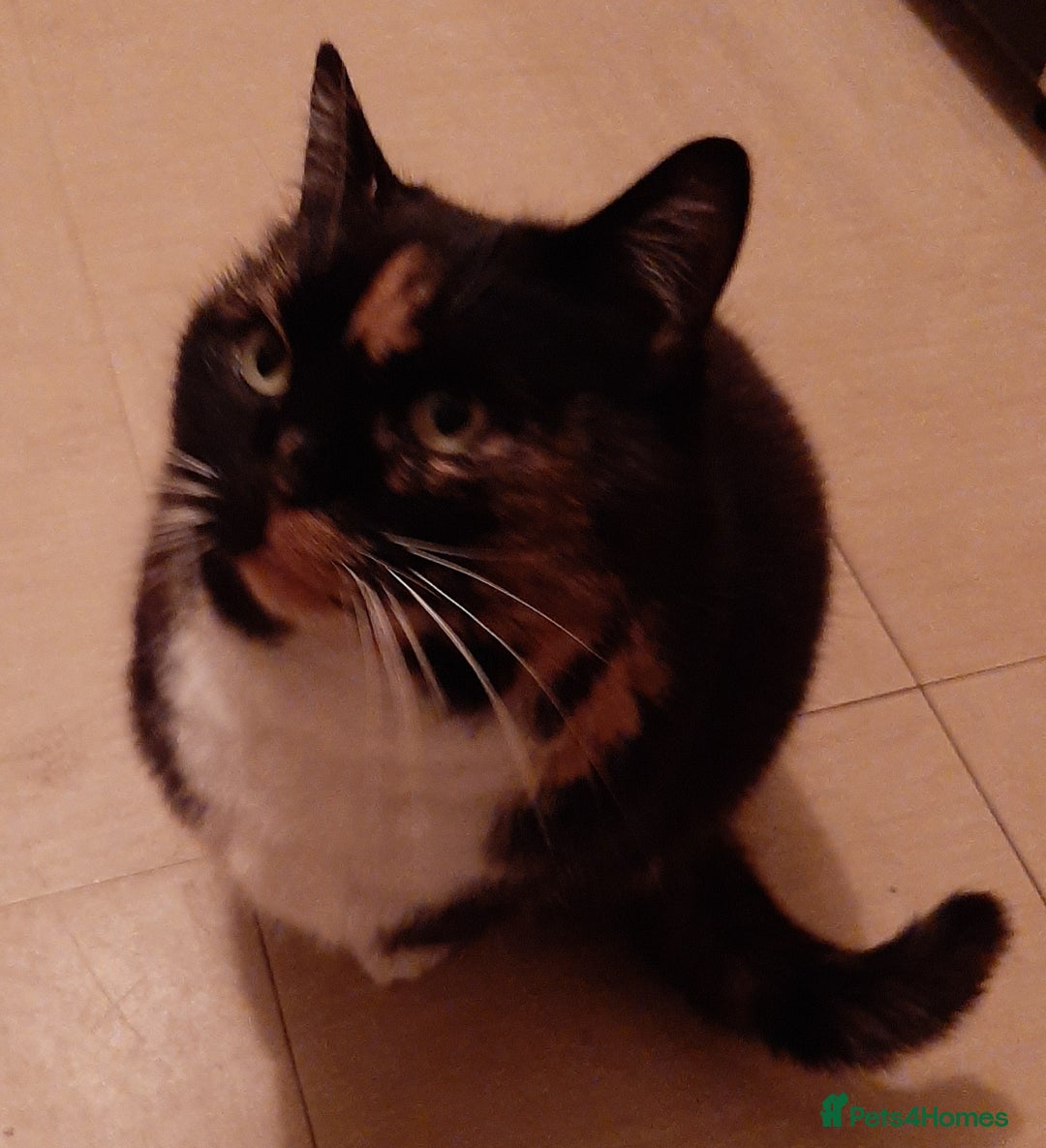 Mixed Breed cats for sale: Tortoiseshell Cat - Advert 2