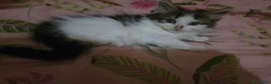 Mixed Breed 3