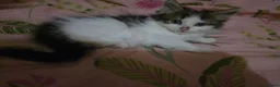 Mixed Breed cats for sale: Half British Blue Kittens - Advert 11