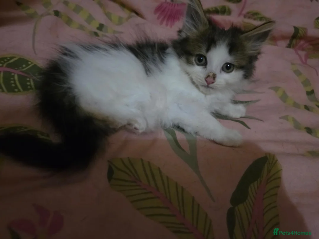 Mixed Breed cats for sale: Half British Blue Kittens - Advert 11