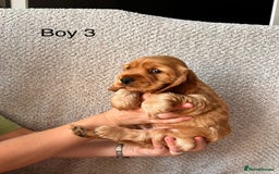 Cocker Spaniel dogs for sale: Golden English Show Cocker Spaniel puppies - Image 31