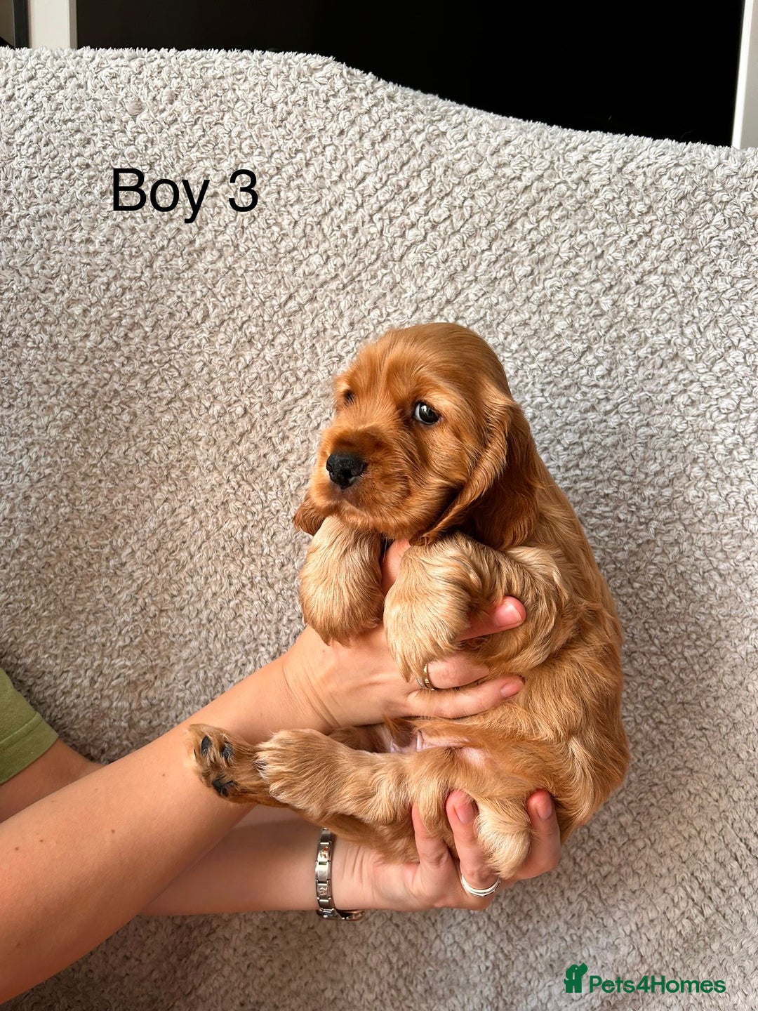 Cocker Spaniel dogs for sale: Golden English Show Cocker Spaniel puppies - Image 31