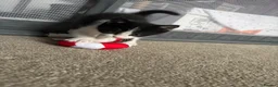 Mixed Breed cats for sale: Two gorgeous girl kittens  - Advert 2