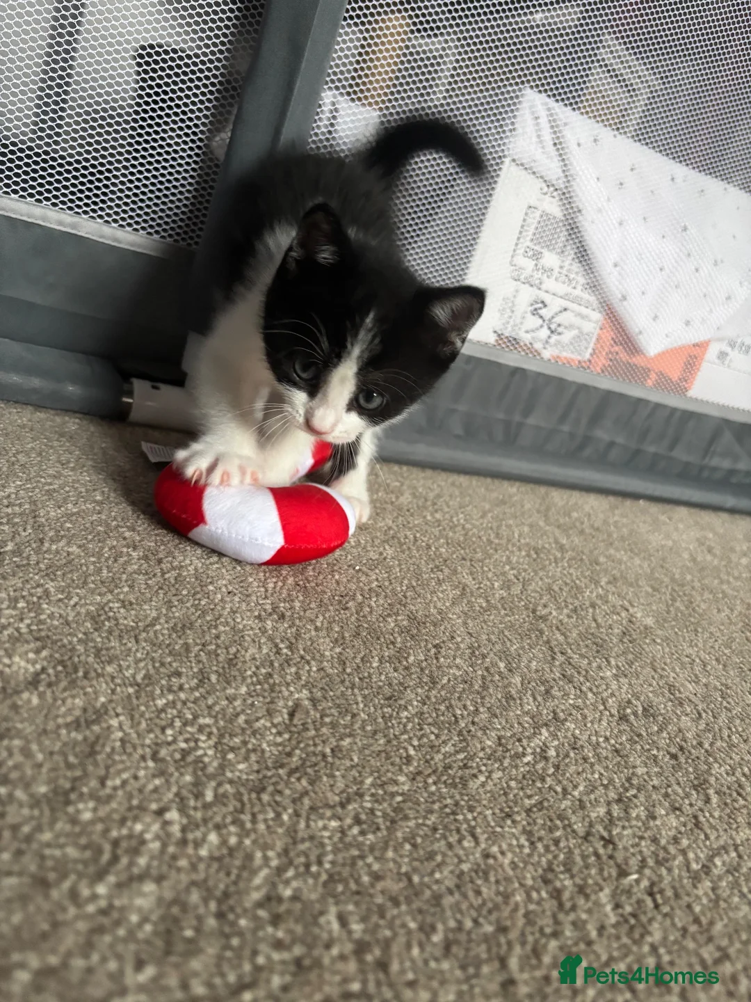 Mixed Breed cats for sale: Two gorgeous girl kittens  - Advert 2