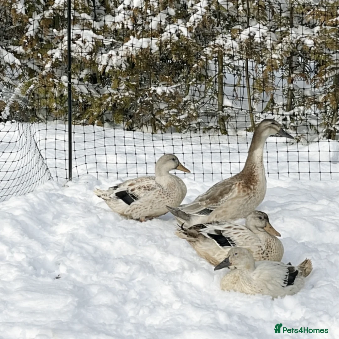 Ducks poultry for sale: 6 Welsh Harlequin Hatching Eggs *RARE* Pure Breed - Advert 5