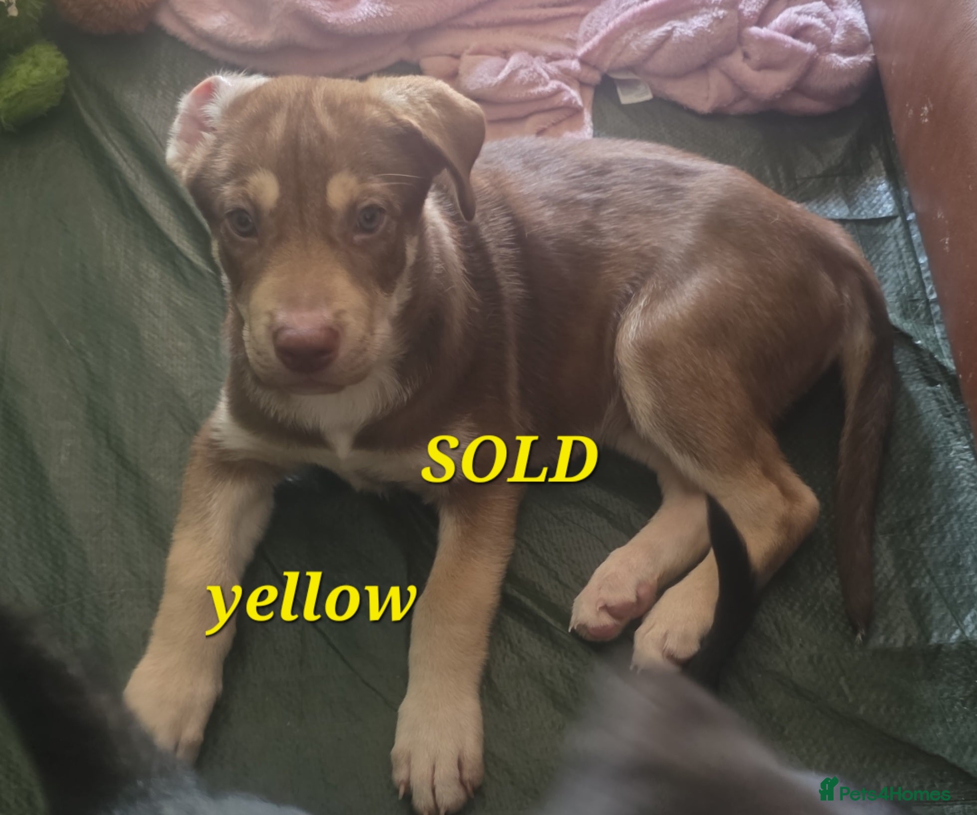 Mixed Breed dogs Husky cross staffy puppies  - Advert 2