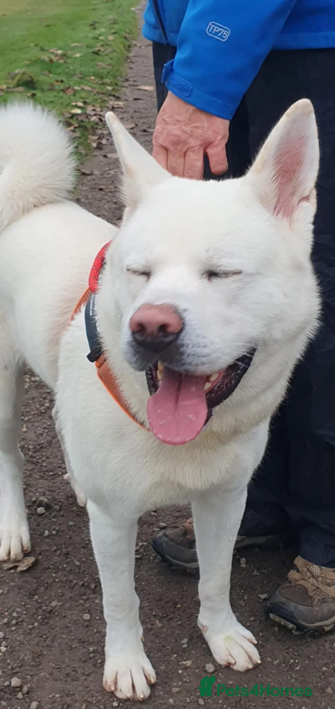 Akita dogs for adoption: Baby Bear in Worksop - Advert 2