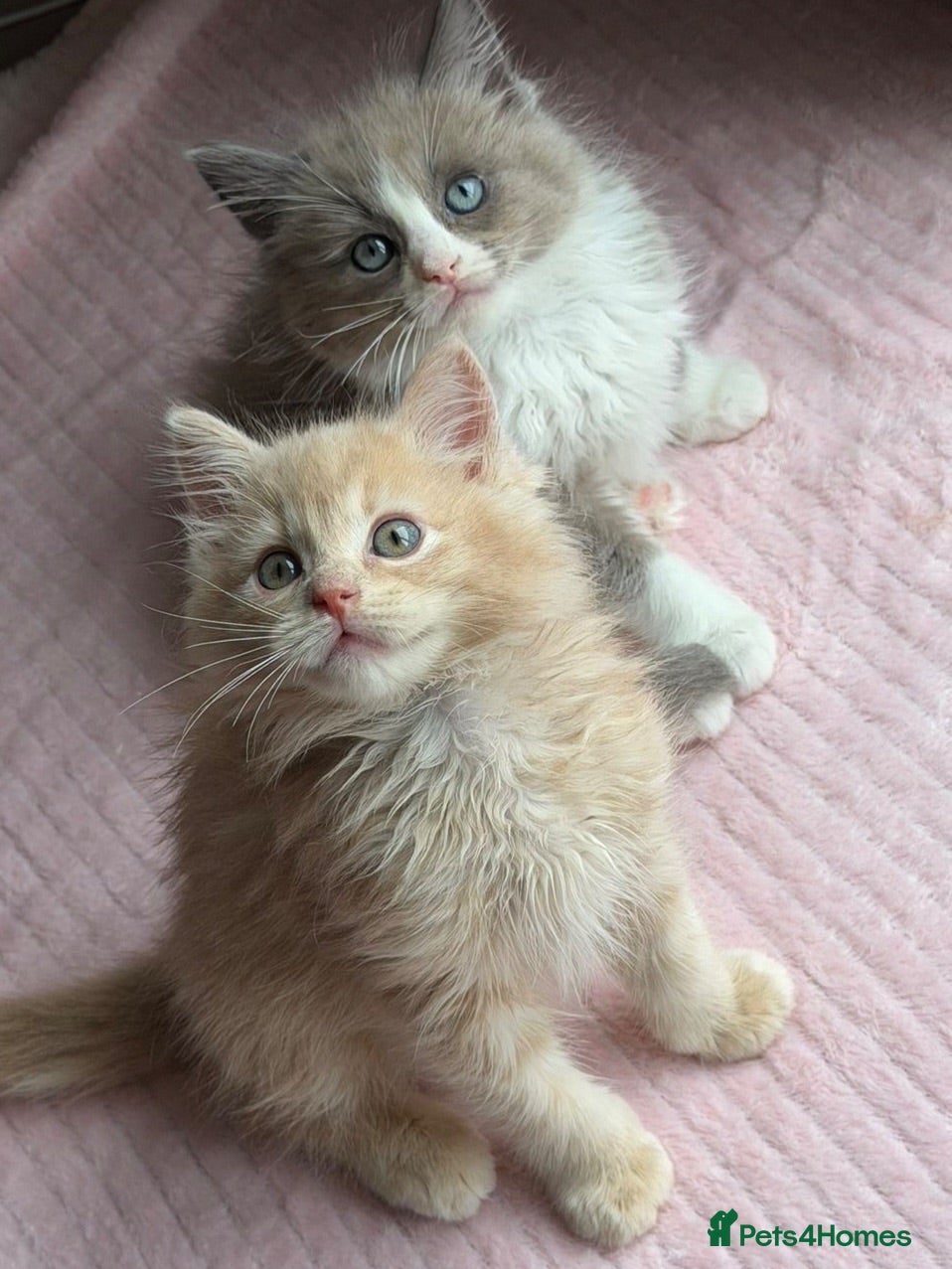 Ragdoll cats Full pedigree registered tica boys  - Advert 2