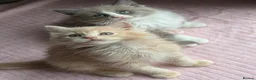 Ragdoll cats for sale: £950 Full pedigree Tica Ready now  - Advert 16
