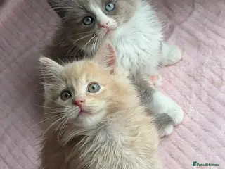 Ragdoll cats Full pedigree registered tica boys - Advert 2