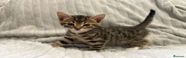 Bengal Kitten 2