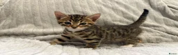 Bengal cats for sale: Bengal Kittens in West Bromwich - Advert 5