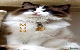 Ragdoll cats for sale: GCCF Registered. Grand Champion Bloodlines. - Image 7