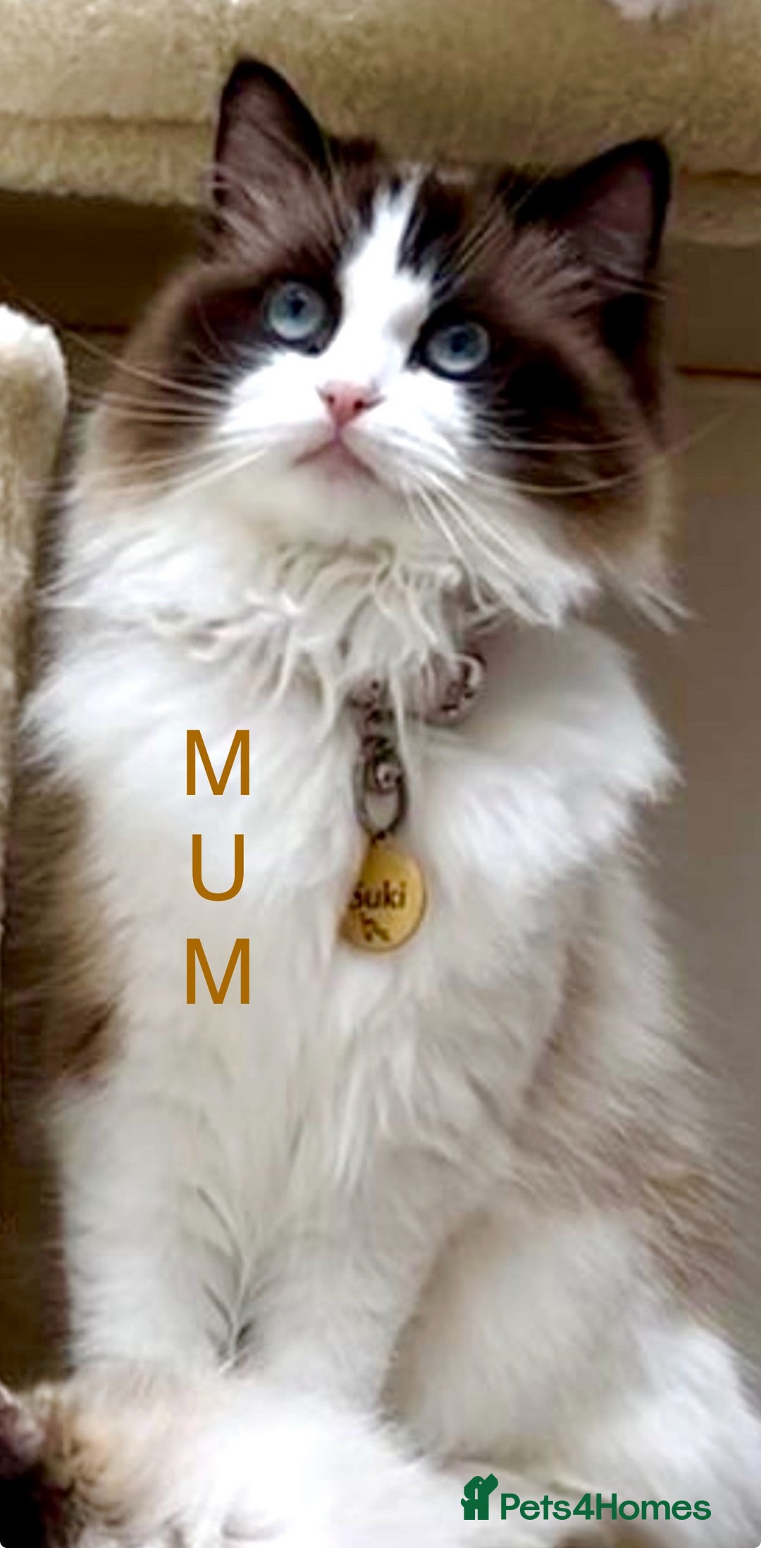 Ragdoll cats for sale: GCCF Registered. Grand Champion Bloodlines. - Image 7