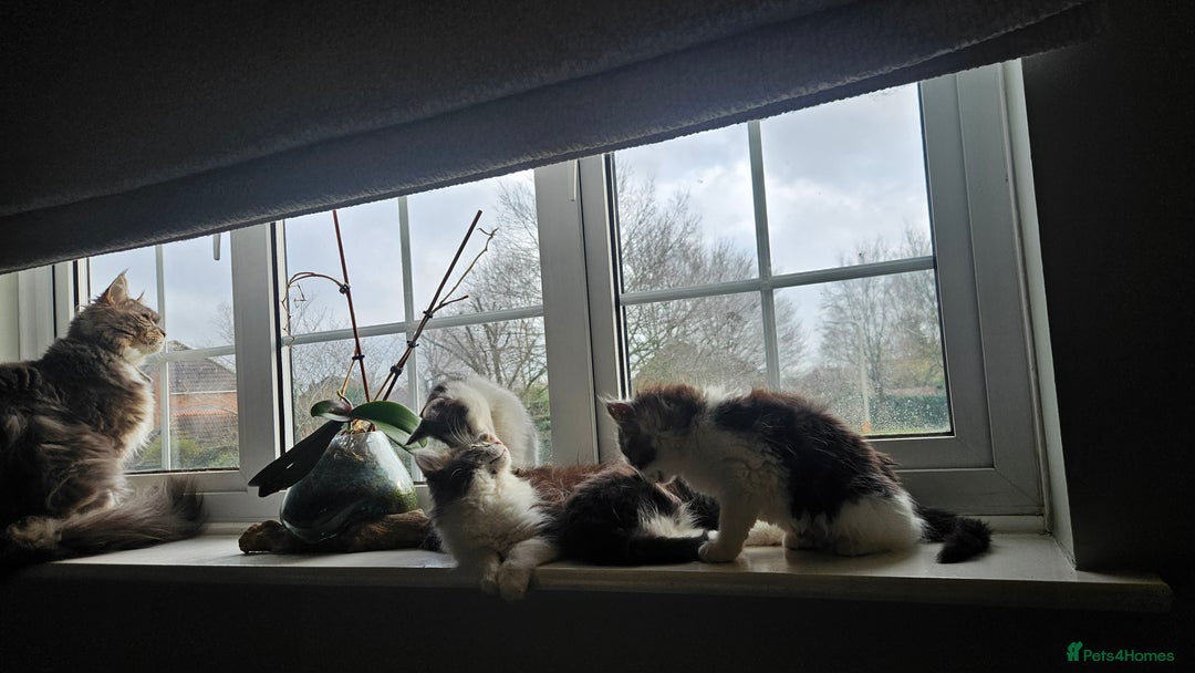 Maine Coon cats for sale: Beautiful Female Mixed Maine Coon kittens - Advert 9