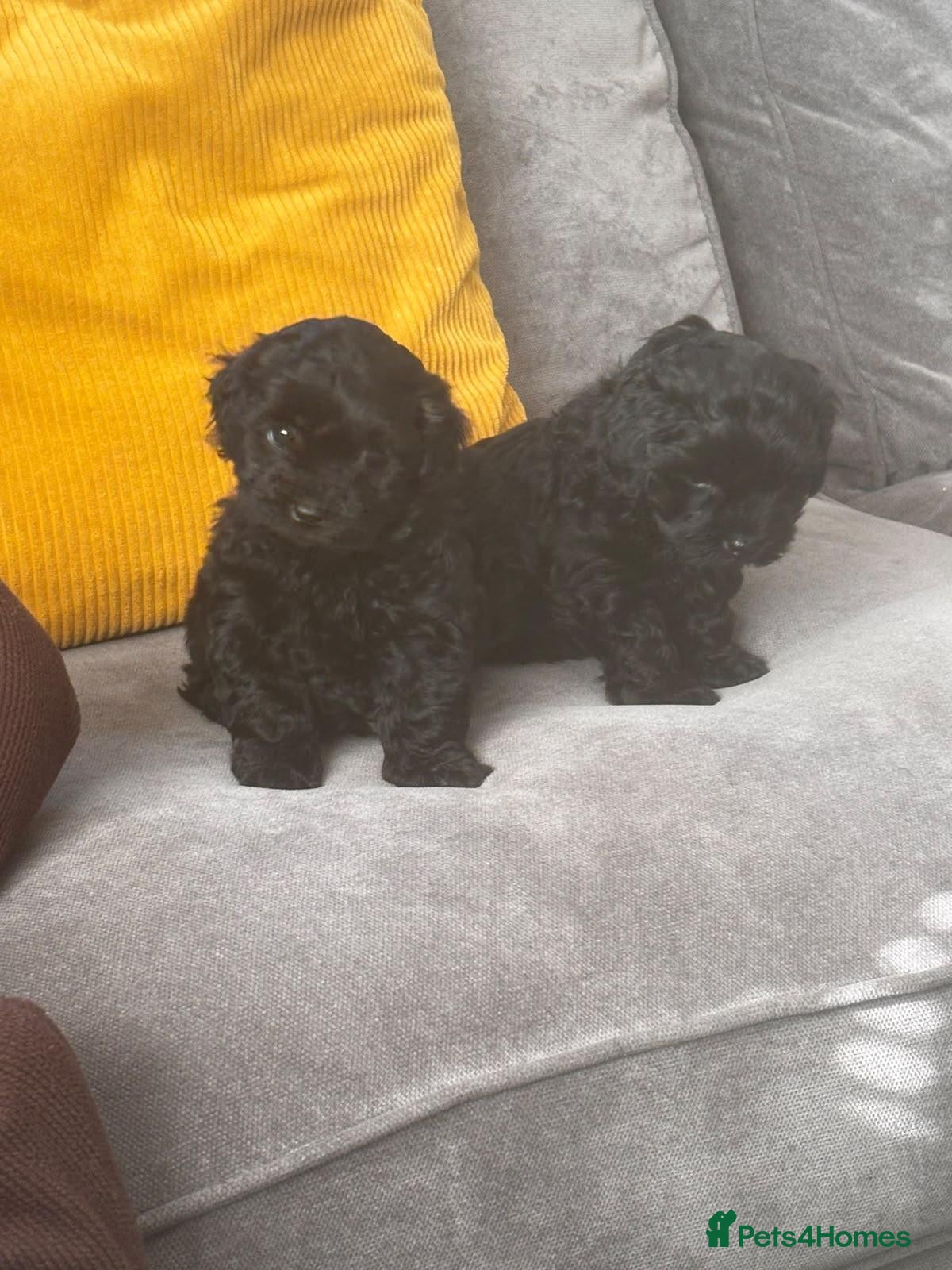 Shihpoo dogs Shihpoos - Advert 3