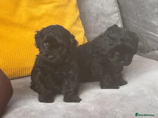 Shihpoo dogs Shihpoos - Advert 3