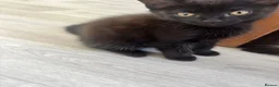 American Shorthair cats for sale: 2 beautiful girl cats - Advert 2