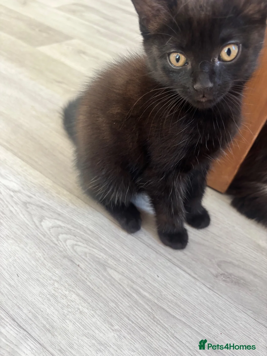 American Shorthair cats for sale: 2 beautiful girl cats - Advert 2