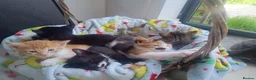 Mixed Breed cats for sale: Litter of 5 kittens  - Advert 16