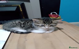 Mixed Breed cats for sale: Beautiful hand reared kittens  - Image 4